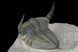 Bumpy Zlichovaspis Trilobite - Lghaft, Morocco #86292-7